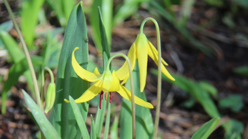 Glacier Lily - Erythronium Grandiflorum