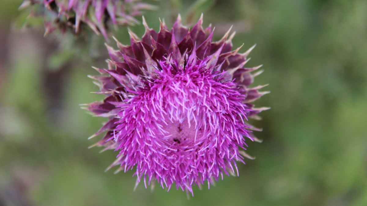 Musk Thistle – Carduus Nutans