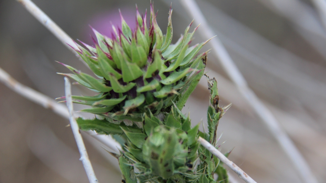 Musk Thistle - Carduus Nutans