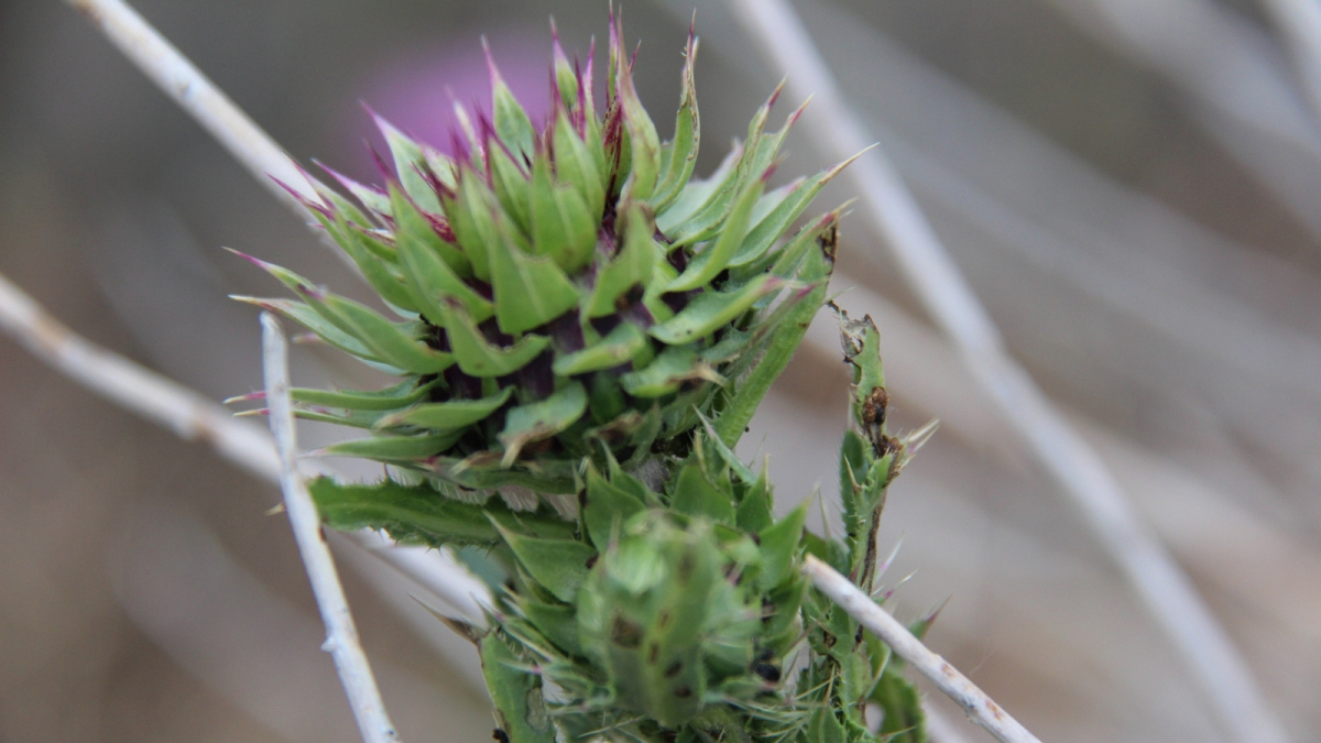 Musk Thistle – Carduus Nutans
