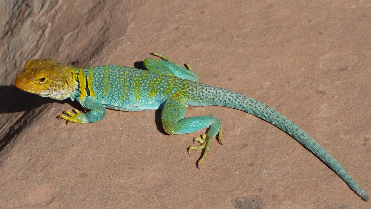 Eastern Collared Lizard (male) – Crotaphytus Collaris