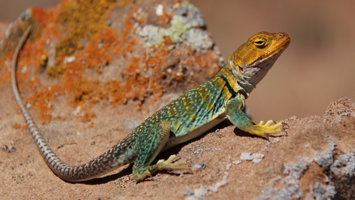 Eastern Collared Lizard (male) – Crotaphytus Collaris