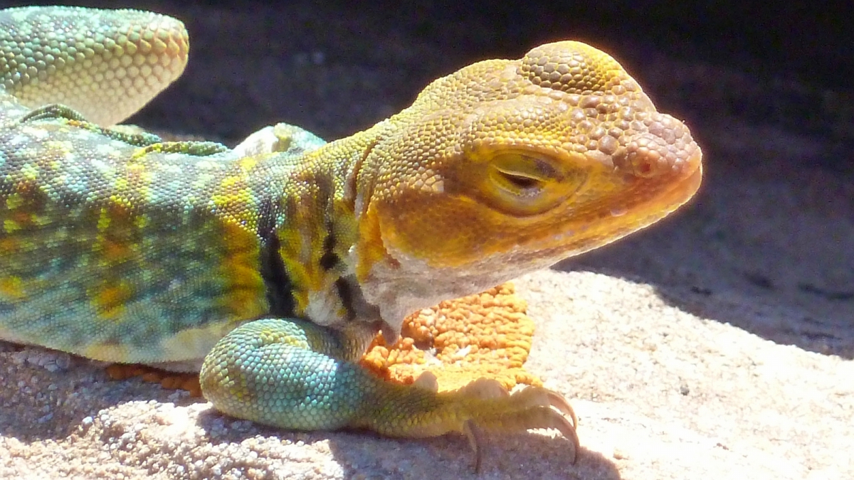 Eastern Collared Lizard (male) – Crotaphytus Collaris