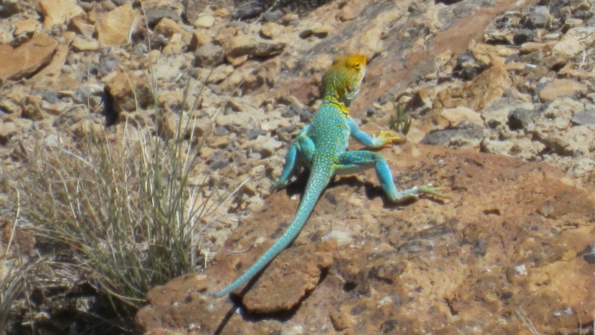 Steve’s Loop Trail – McInnis Canyons National Conservation Area – Colorado