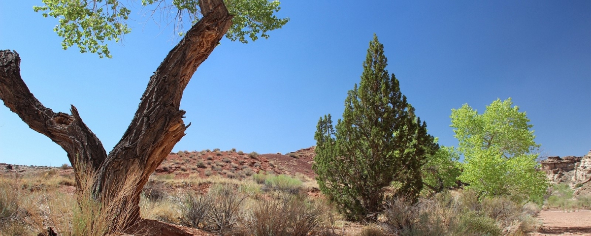 Little Wild Horse Canyon