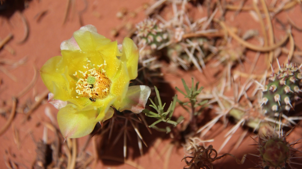 Plain Prickly Pear - Opuntia Polyacantha