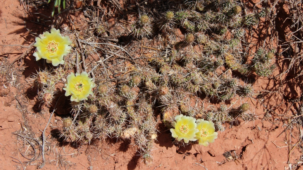 Plain Prickly Pear - Opuntia Polyacantha