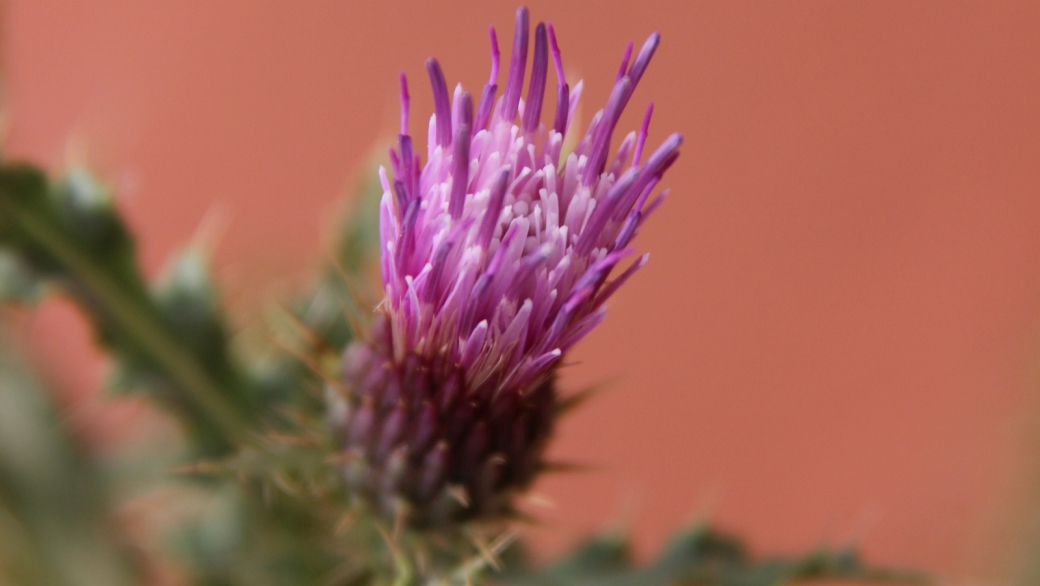 Arizona Thistle - Cirsium Arizonicum