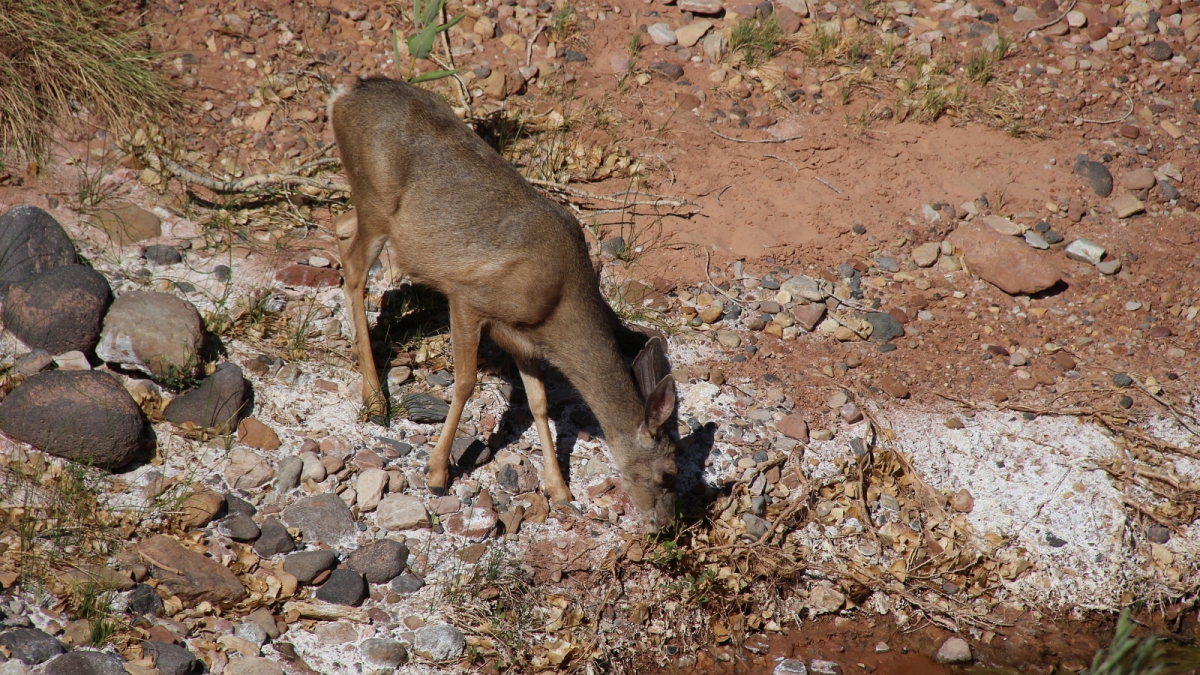 Fruita – Capitol Reef National Park – Utah