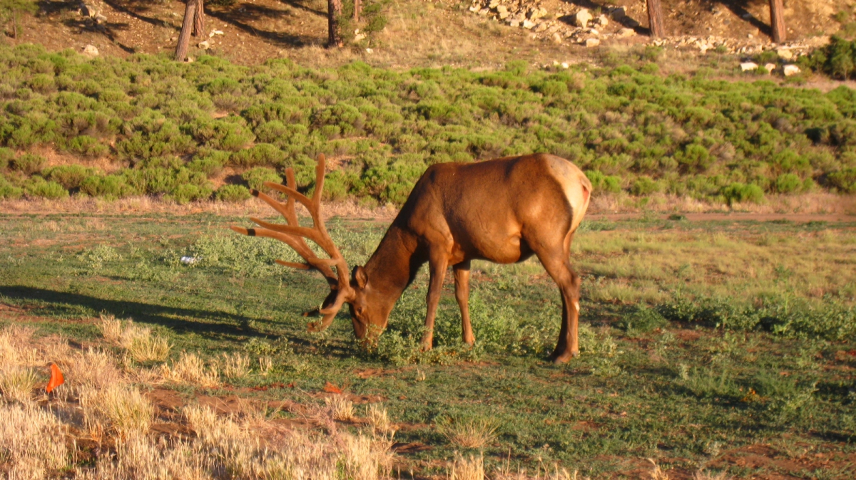 Tusayan – Arizona
