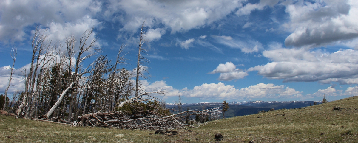 Sur la Chittenden Road à proximité du sommet du Mount Washburn, à Yellowstone National Park.