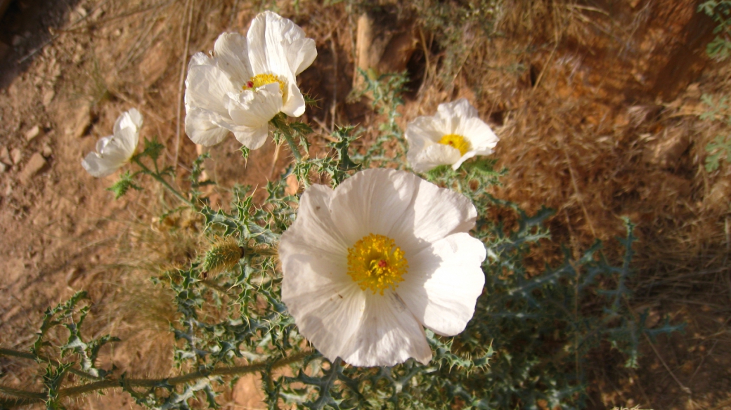 Prickly Poppy - Argemone Pleiacanth