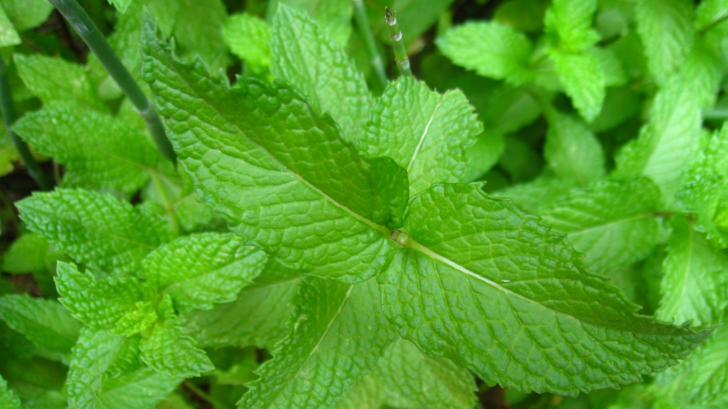 Mint - Mentha