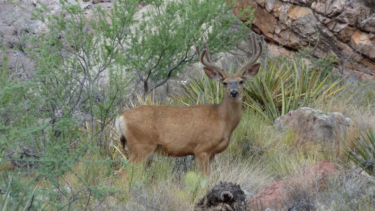 Bright Angel Campground – Grand Canyon National Park – Arizona