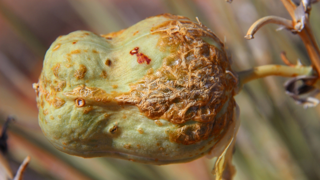 Yucca Fruit