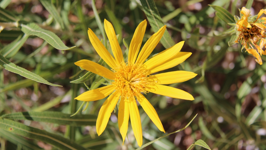 Broom Groundsel Plant - Senecio Spartioides