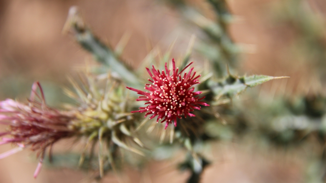 Arizona Thistle - Cirsium Arizonicum