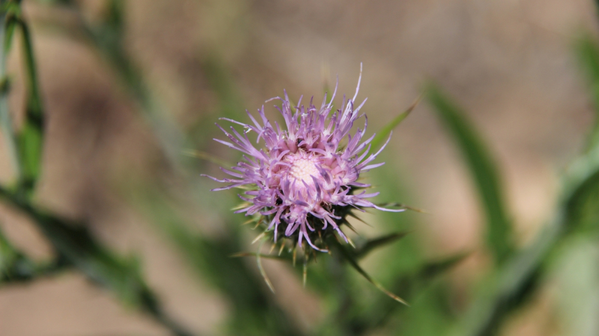 Canada Thistle – Cirsium Arvense