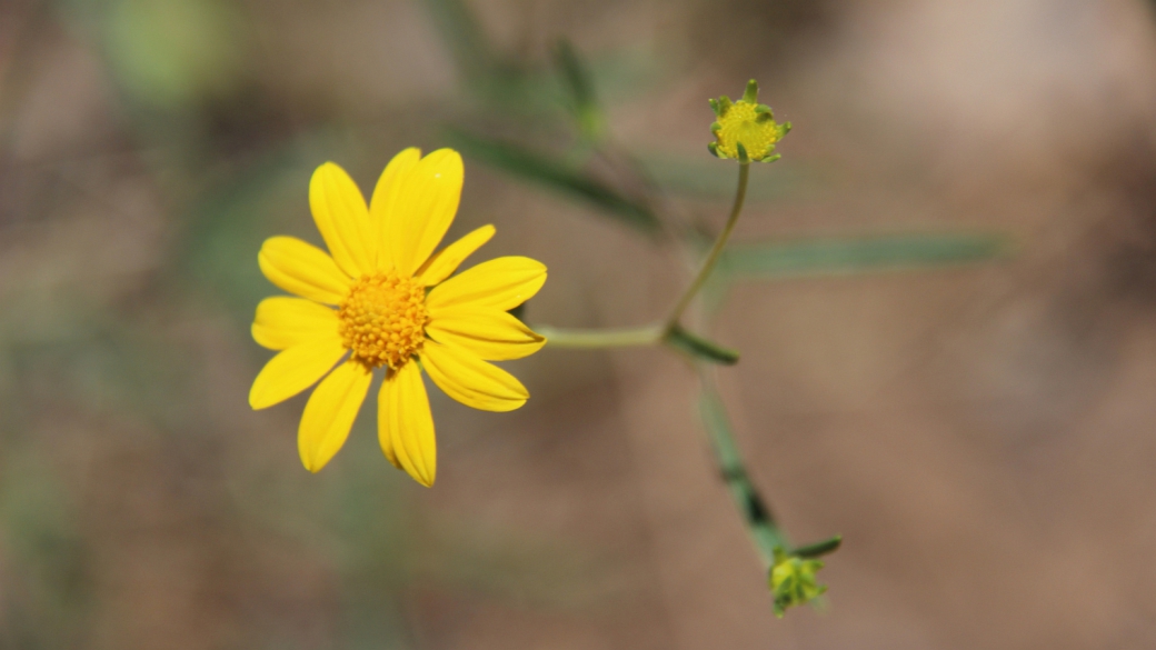 Viguera multiflora