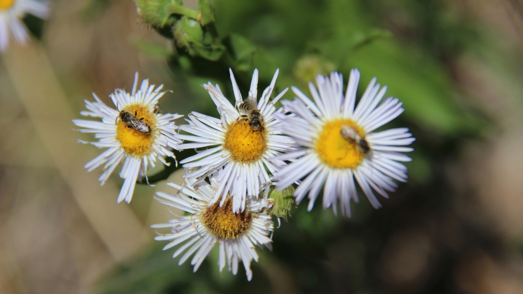 Spreading Daisy - Erigeron Divergens