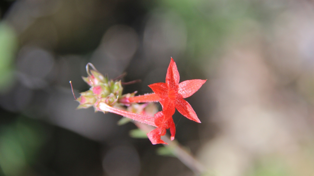 Scarlet Gilia - Gilia Aggregata