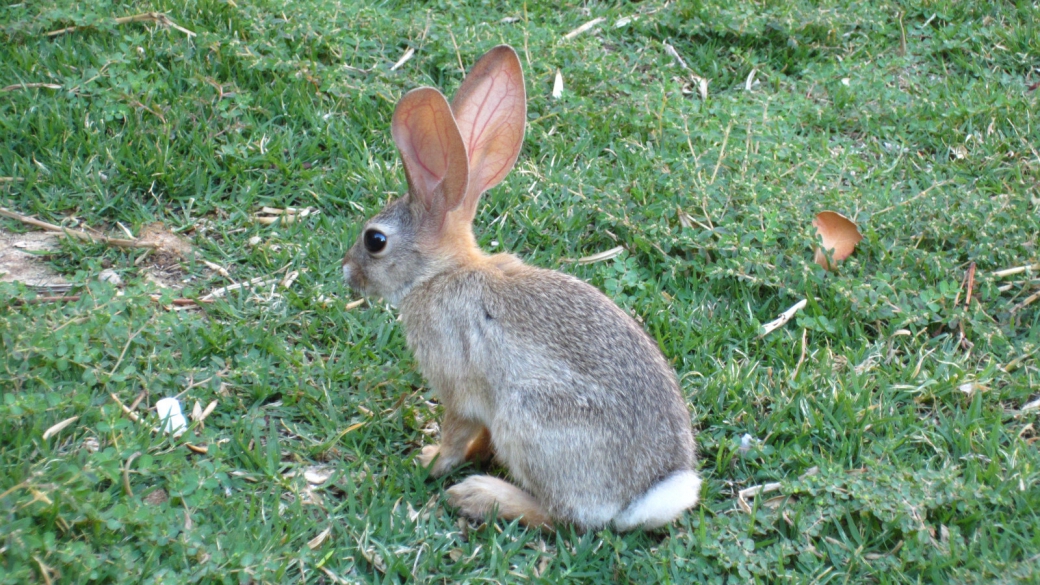 Un joli petit Jackrabbit.