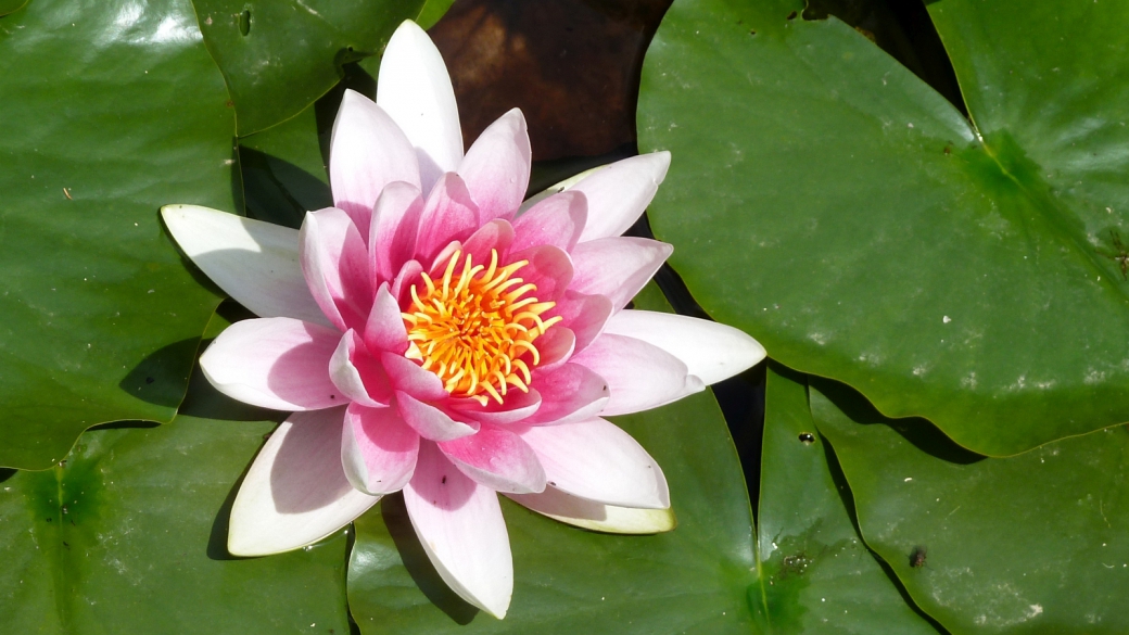 Nénuphar Rose - Nymphaea Coerulea