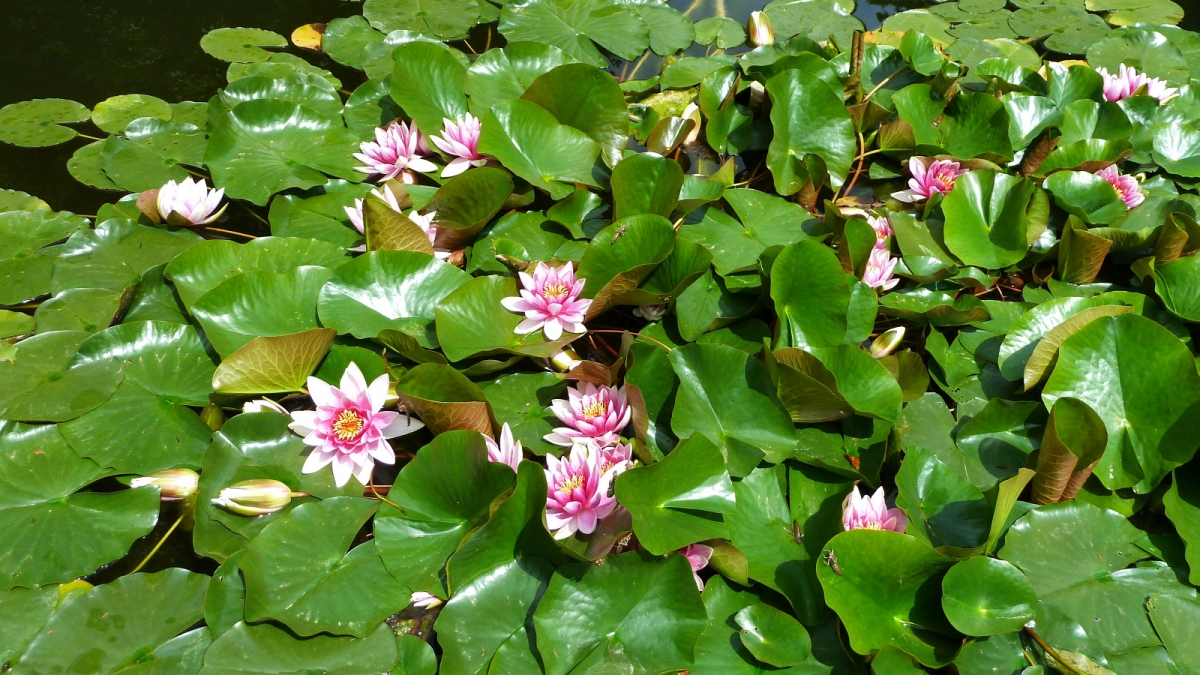 Nénuphar Rose – Nymphaea Coerulea