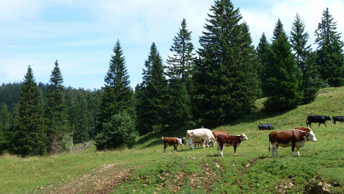 La Grande Enne – Vaud – Suisse