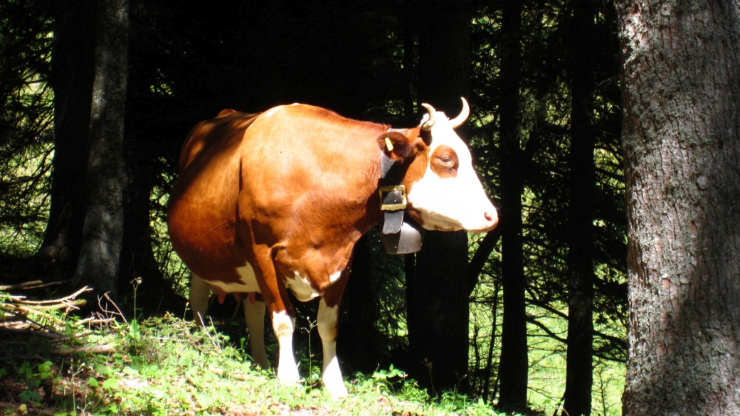 Mont Roux - Jura Vaudois - Suisse