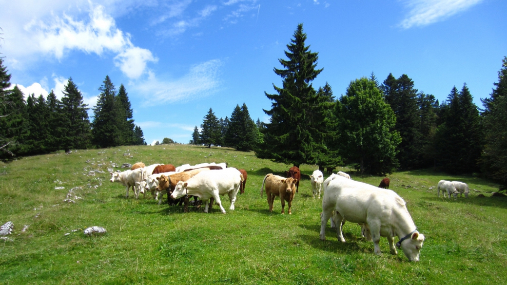 Grande Combe - Jura Vaudois - Suisse