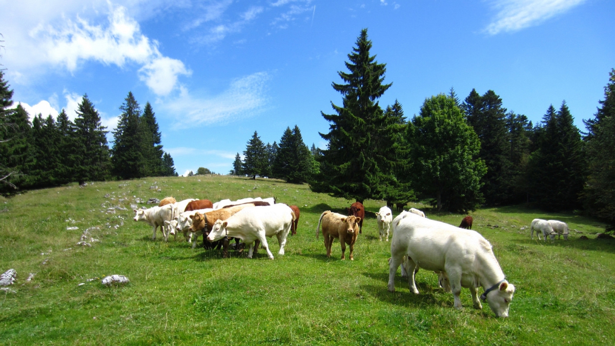 Grande Combe – Jura Vaudois – Suisse