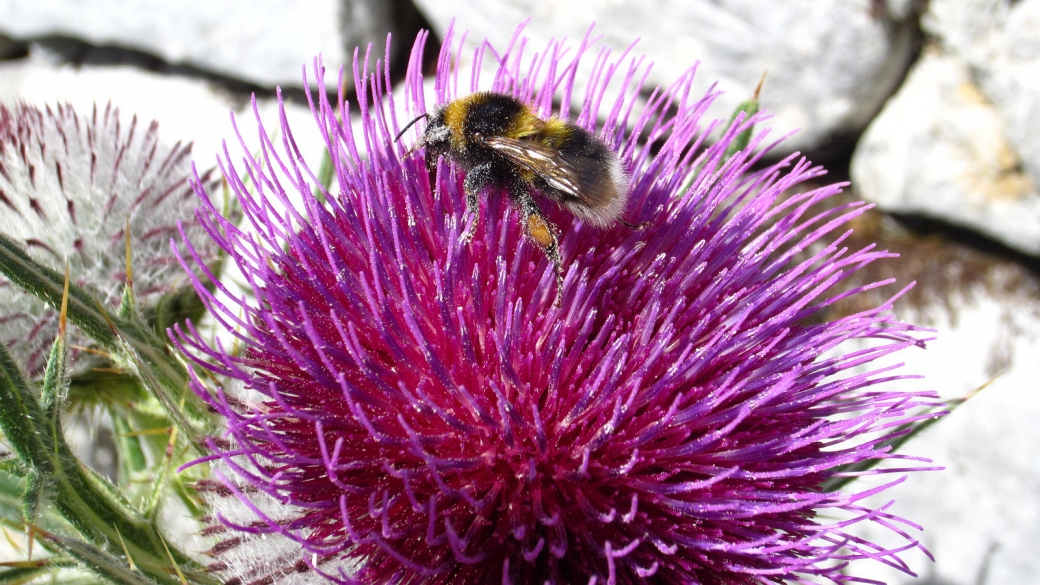 Cirse Capitule Laineux - Cirsium Eriophorum