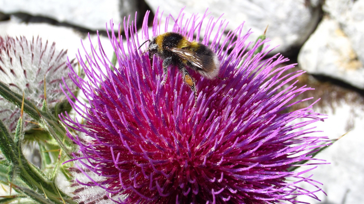 Cirse Laineux – Cirsium Eriophorum