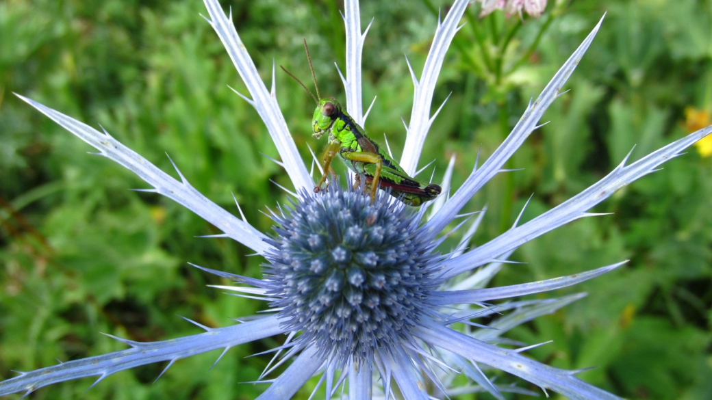 Panicaut des Alpes - Eryngium Alpinum