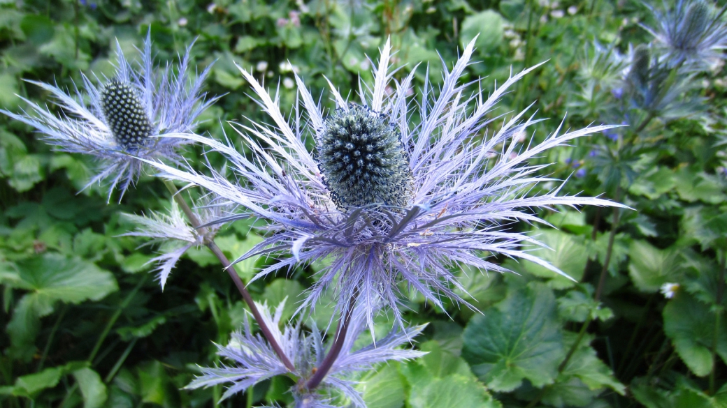 Panicaut des Alpes - Eryngium Alpinum