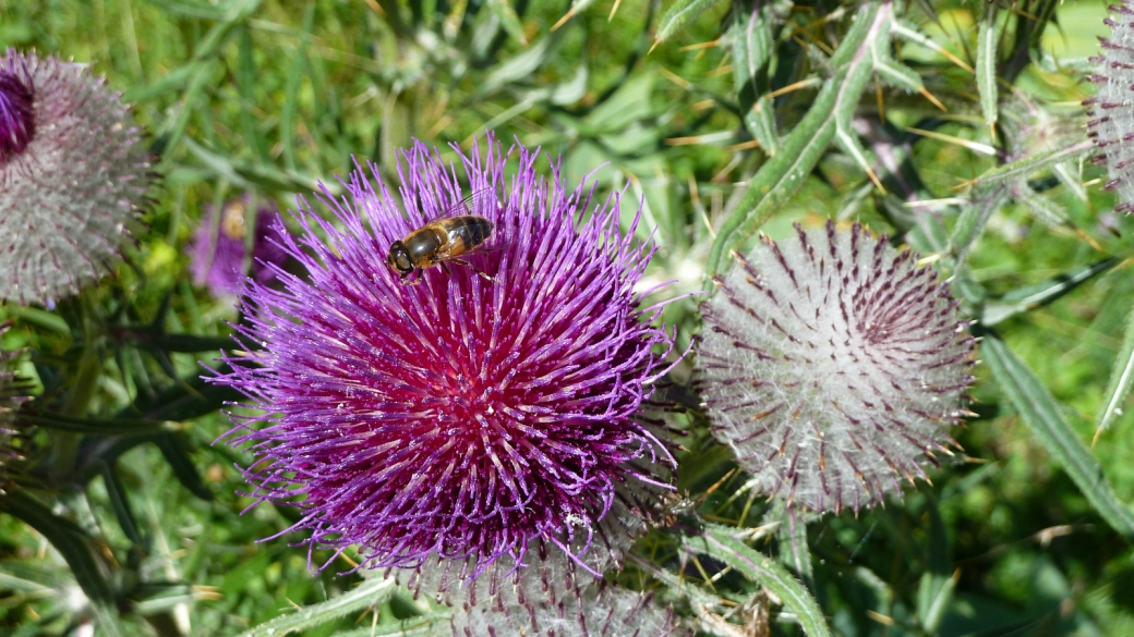 Cirse Capitule Laineux - Cirsium Eriophorum 