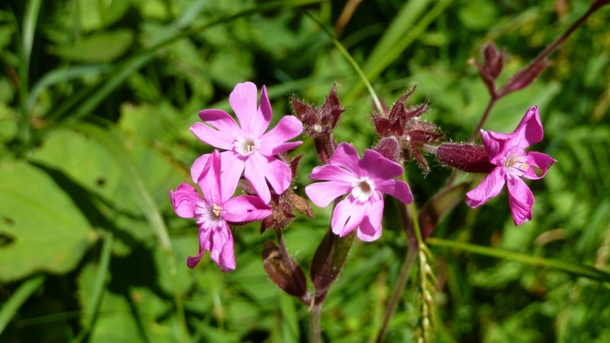 Compagnon Rouge – Silene Dioica
