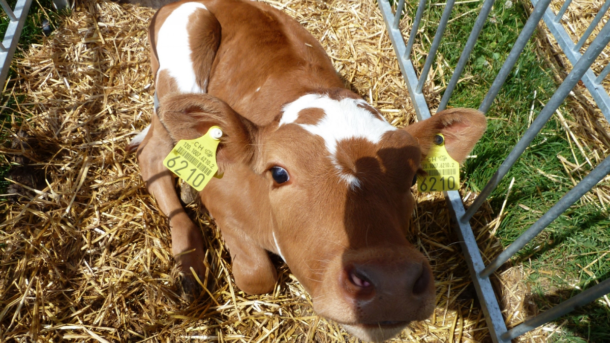 Les Copettes – Vaud – Suisse