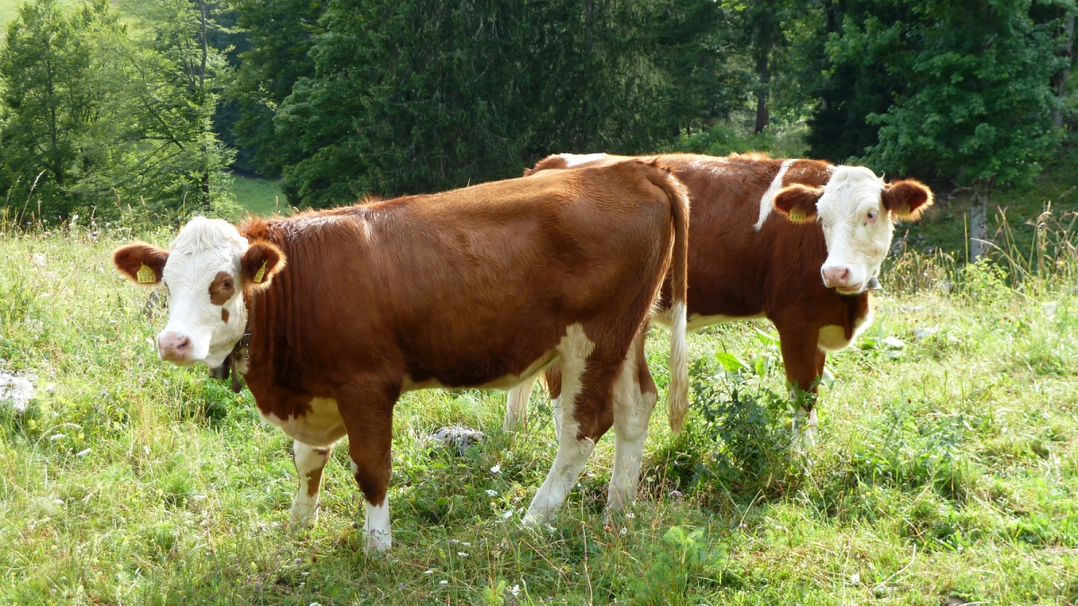 Les Bioles – Arzier-Le Muids – Vaud – Suisse