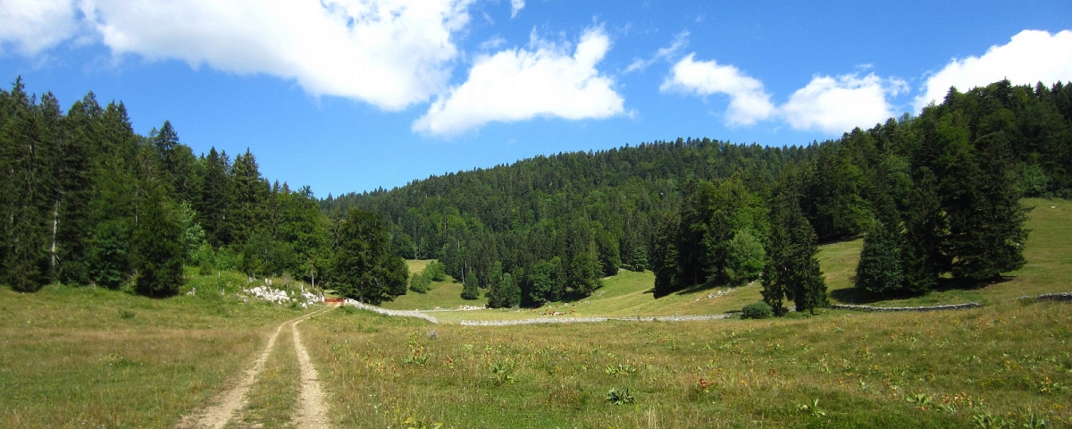 Le petit âne gris