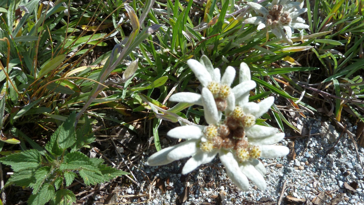 Edelweiss – Leontopodium Alpinum