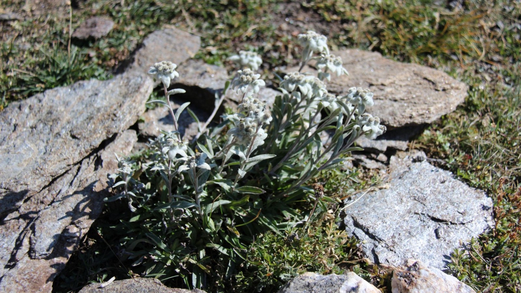 Edelweiss - Leontopodium Alpinum