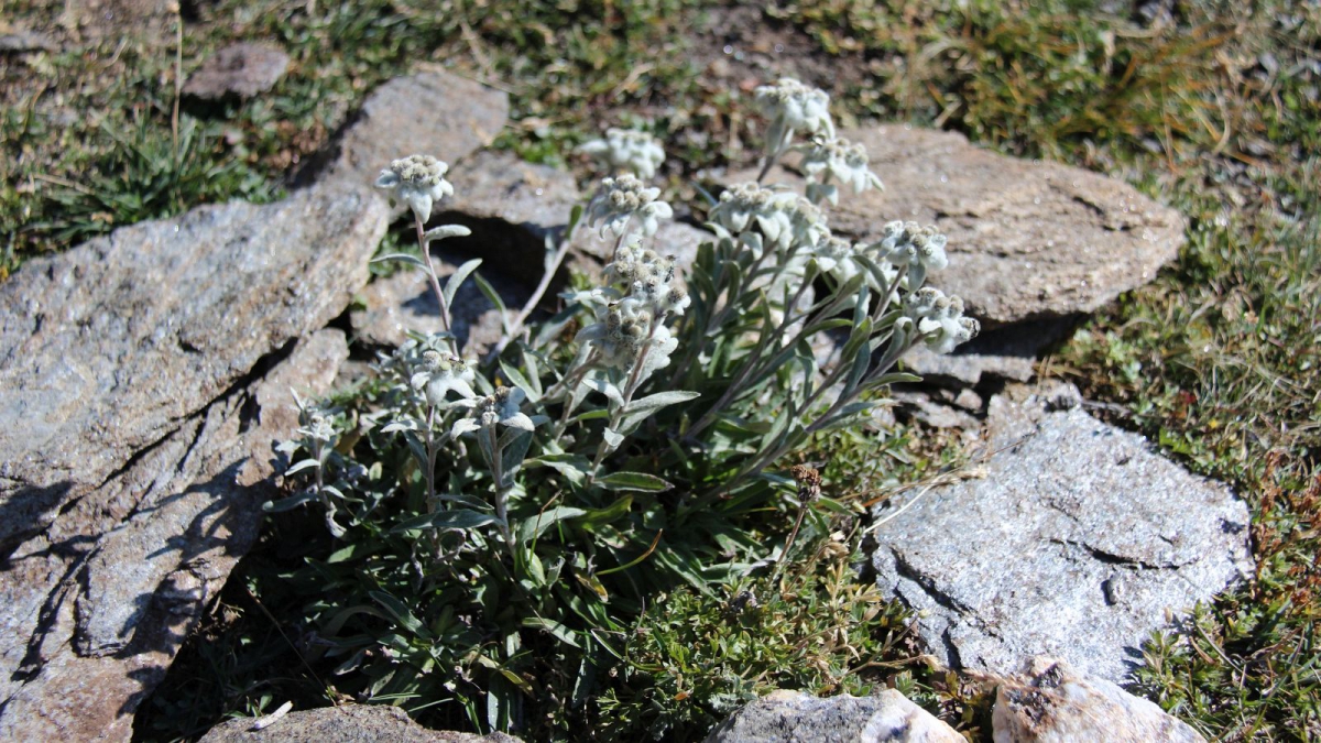 Edelweiss – Leontopodium Alpinum