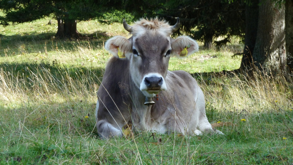Pré de Rolle – Saint-George – Vaud – Suisse
