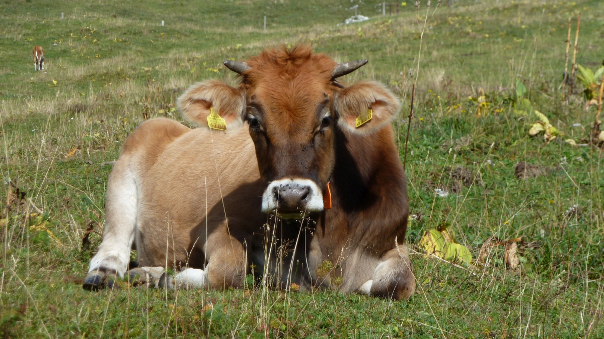 Pré de Rolle – Saint-George – Vaud – Suisse