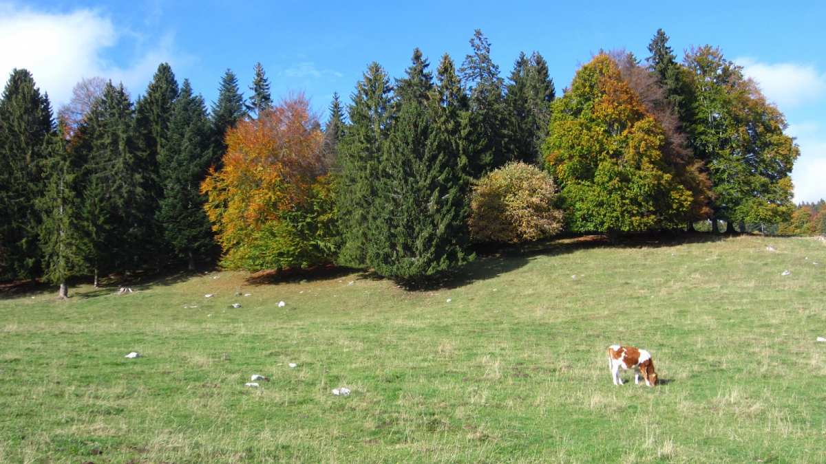 Les Agozats – Vaud – Suisse