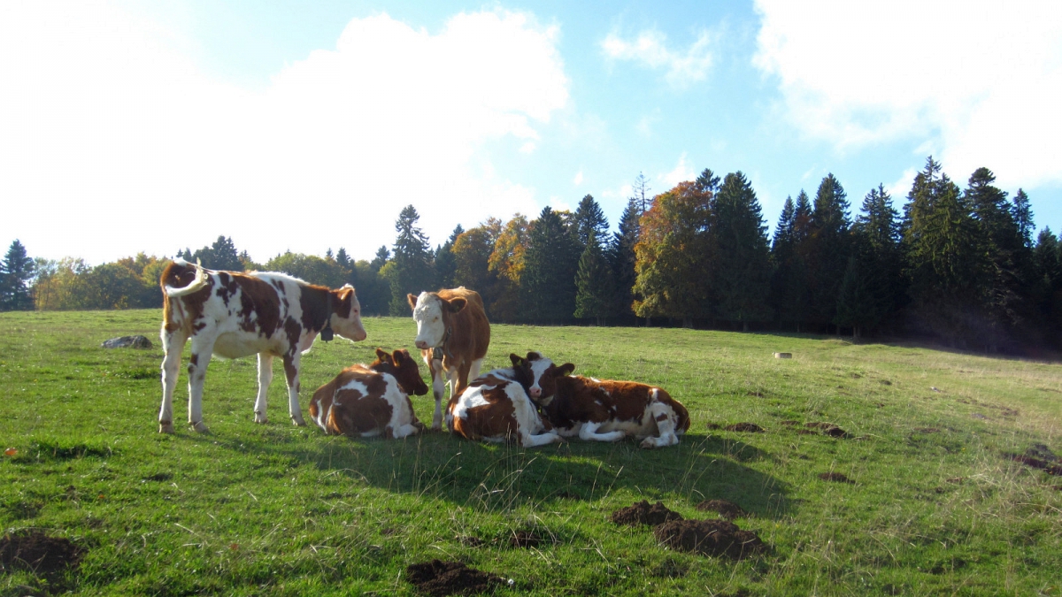 Les Agozats – Vaud – Suisse
