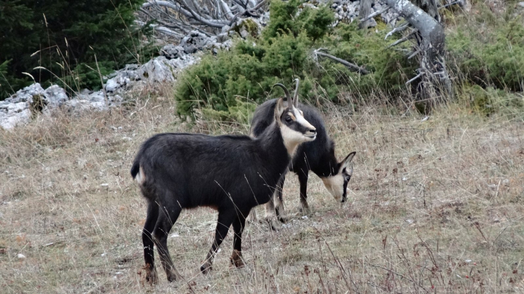 Chamoix - Rupicapra Rupicapra