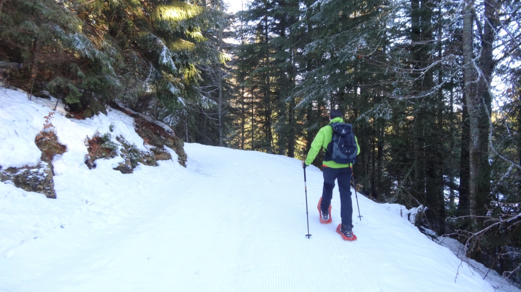 Sur la piste des chiens de traineau